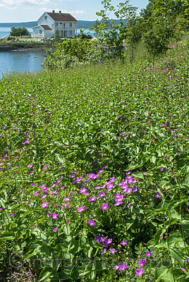 BB 07 0168 / Geranium sanguineum / Blodstorkenebb <br /> Vincetoxicum rossicum / Russesvalerot